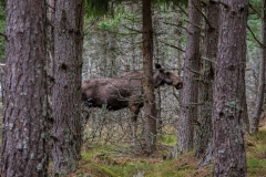 Schweden-15