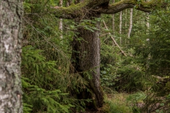 Schweden-8