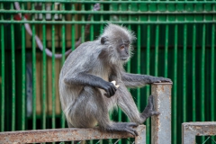 Vietnam-3